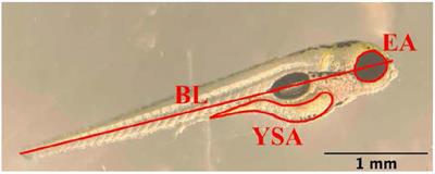 Mutation of brain aromatase disrupts spawning behavior and reproductive health in female zebrafish